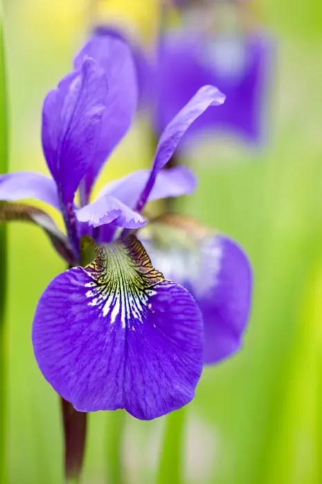 Framed Print : Iris, Iris sibirica Framed Print : Iris, Iris sibirica