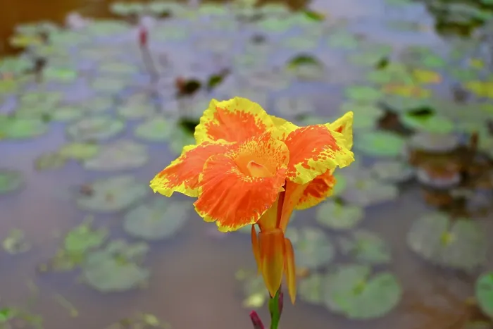 Framed Print : Iris and lily pads on lake, Vietnam Framed Print : Iris and lily pads on lake, Vietnam