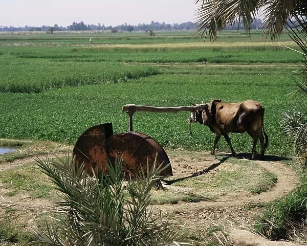 Irrigation, Egypt, North Africa, Africa