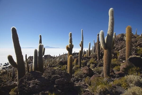 Isla del Pescado (Fish Island) on Salar de Uyuni (Salt Flats of Uyuni), Potosi Department, Bolivia, South America
