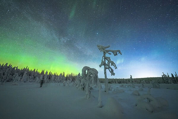 Isolated frozen trees in the snow under the Northern Lights (Aurora Borealis) in winter, Iso Syote, Lapland, Finland, Europe