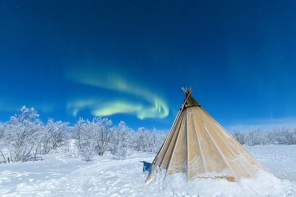 Isolated Sami tent in the snow under Northern Lights (Aurora Borealis), Abisko, Kiruna Municipality