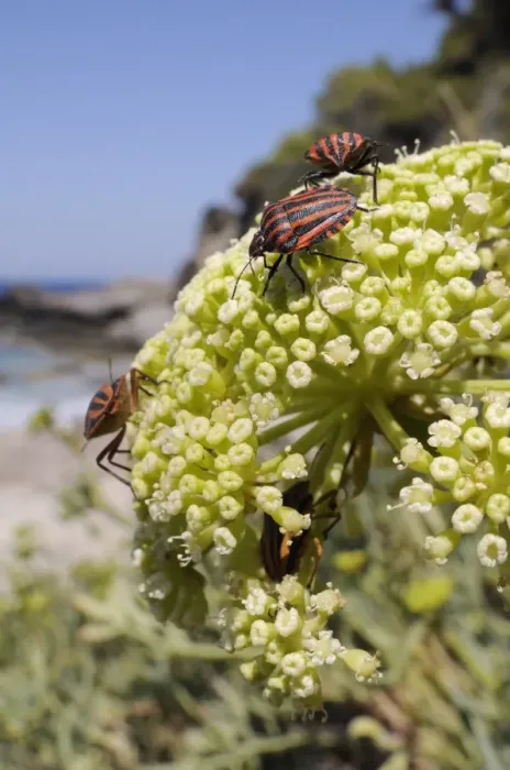Framed Print : Italian striped stink bugs (Graphosoma lineatum italicum) on rock samphire (Crithmum maritimum), Samos, Greece Framed Print : Italian striped stink bugs (Graphosoma lineatum italicum) on rock samphire (Crithmum maritimum), Samos, Greece