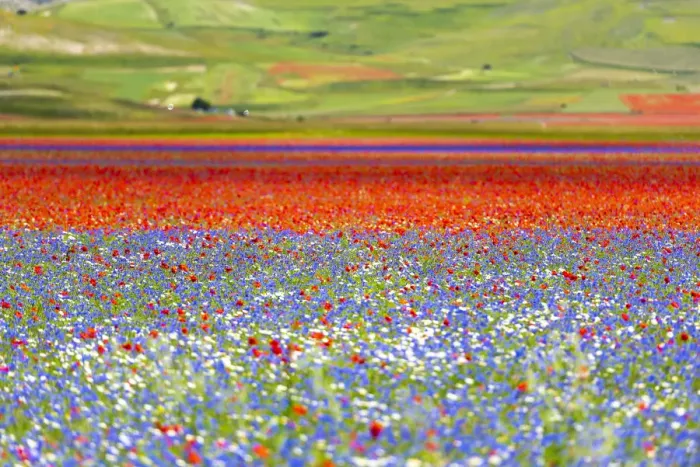 Framed Print : Italy, Umbria, Sibillini National Park, Blooming on plateau Piano Grande