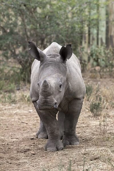 Ithuba, white rhino calf (Ceratotherium simum) orphaned by poaching, Thula Thula Rhino Orphanage