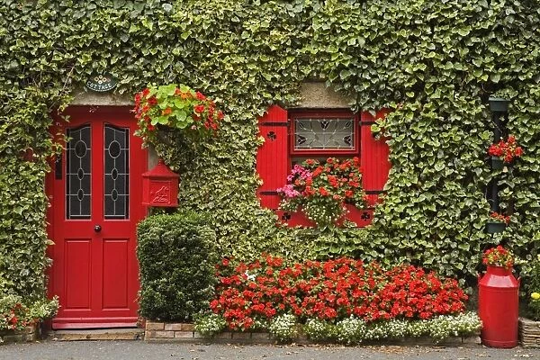 Ivy covered cottage, Town of Borris, County Carlow, Leinster, Republic of Ireland, Europe