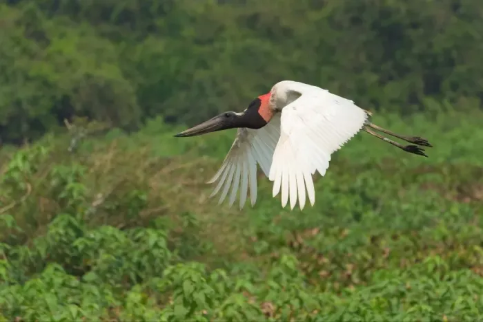 Framed Print : Jabiru (Jabiru mycteria) in flight, Pantanal, Mato Grosso, Brazil, South America Framed Print : Jabiru (Jabiru mycteria) in flight, Pantanal, Mato Grosso, Brazil, South America