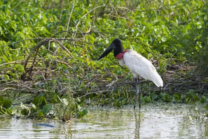 Framed Print : Jabiru (Jabiru mycteria), Pantanal, Mato Grosso, Brazil, South America Framed Print : Jabiru (Jabiru mycteria), Pantanal, Mato Grosso, Brazil, South America