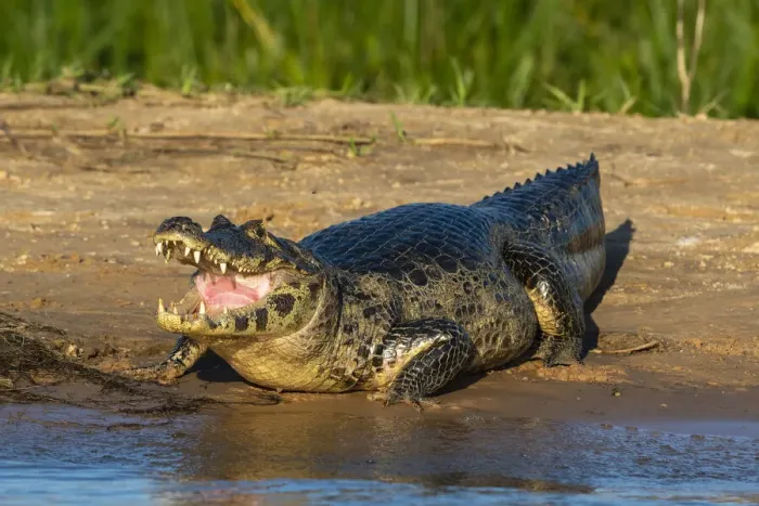 Framed Print : Jacare caiman (Caiman yacare), Pantanal, Mato Grosso, Brazil, South America Framed Print : Jacare caiman (Caiman yacare), Pantanal, Mato Grosso, Brazil, South America
