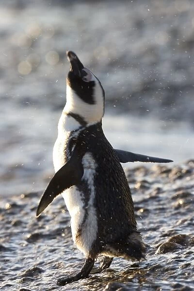 Jackass penguin (African penguin) (Spheniscus demersus)
