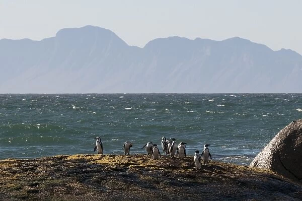 Jackass penguins (Speniscus demersus), Boulders Beach, Cape Town, South Africa, Africa