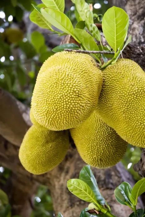 Framed Print : Jackfruit on tree, Ayuthaya, Thailand, Southeast Asia, Asia Framed Print : Jackfruit on tree, Ayuthaya, Thailand, Southeast Asia, Asia