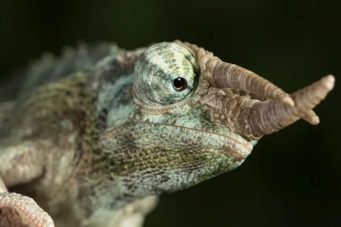 Framed Print : Jacksons Chameleon (Rhinoceros Chameleon) (Trioceros jacksonii), captive, Madagascar
