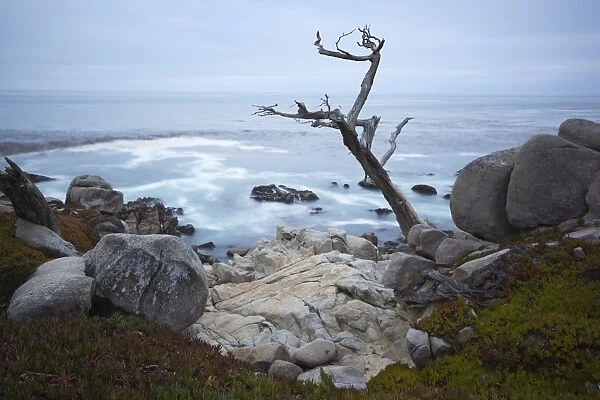 Jagged tree along 17 Mile Drive, Carmel, Monterey County, California, United States of America, North America