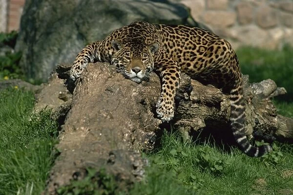 Jaguar (Felis onca) lying on fallen tree, Dartmoor Wildlife Park, Devon