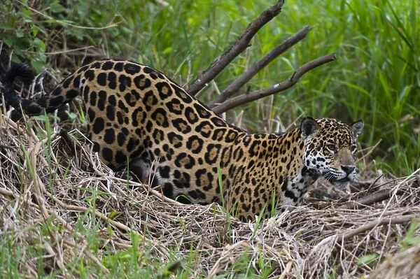 A jaguar (Panthera onca) moving through the grass, Cuiaba River, Pantanal, Mato Grosso