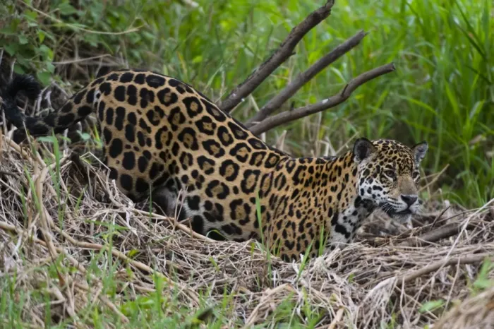 Framed Print : A jaguar (Panthera onca) moving through the grass, Cuiaba River, Pantanal, Mato Grosso Framed Print : A jaguar (Panthera onca) moving through the grass, Cuiaba River, Pantanal, Mato Grosso