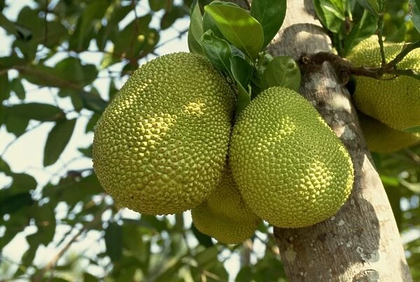 Jak fruit (jack fruit) on a tree in the Mekong Delta area of Vietnam
