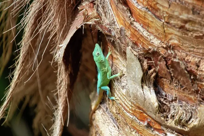 Framed Print : Jamaican Turquoise Anole lizard (Anolis grahami) (Graham's anole), Bermuda Framed Print : Jamaican Turquoise Anole lizard (Anolis grahami) (Graham's anole), Bermuda