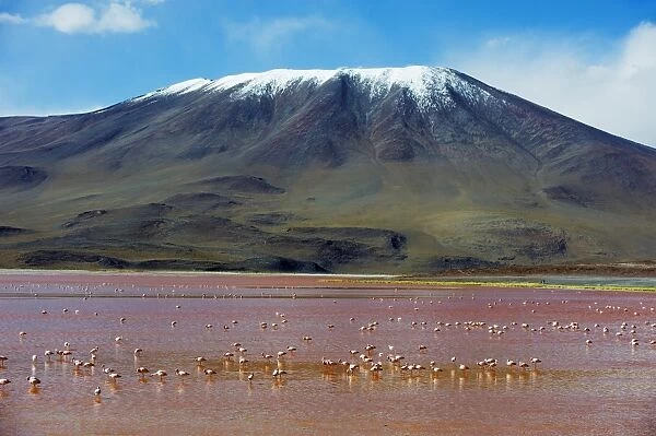 James Flamingo (Phoenicoparrus jamesi), at Laguna Colorado (Red Lake), Eduardo Avaroa Andean National Reserve, Bolivia
