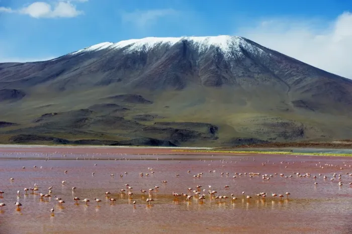 Framed Print : James Flamingo (Phoenicoparrus jamesi), at Laguna Colorado (Red Lake), Eduardo Avaroa Andean National Reserve, Bolivia Framed Print : James Flamingo (Phoenicoparrus jamesi), at Laguna Colorado (Red Lake), Eduardo Avaroa Andean National Reserve, Bolivia