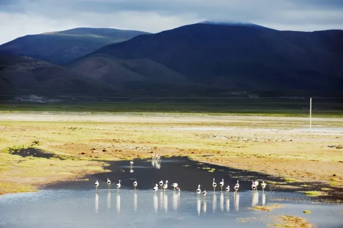 Framed Print : James flamingos (Phoenicoparrus jamesi), Bolivia, South America