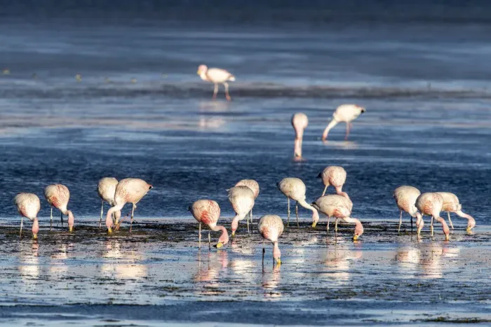 Framed Print : Jamess flamingos (Phoenicoparrus jamesi), Salar de Tara y Aguas Calientes I Framed Print : Jamess flamingos (Phoenicoparrus jamesi), Salar de Tara y Aguas Calientes I