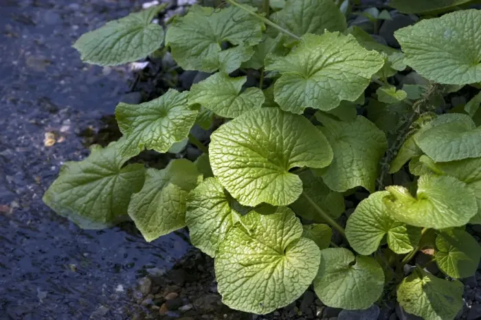 Framed Print : Japanese horseradish plant (wasabi), growing at the Daio Wasabi Farm in Hotaka