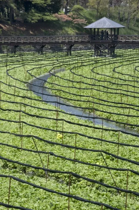 Framed Print : Japanese horseradish plants (wasabi), growing at the Daio Wasabi Farm in Hotaka Framed Print : Japanese horseradish plants (wasabi), growing at the Daio Wasabi Farm in Hotaka