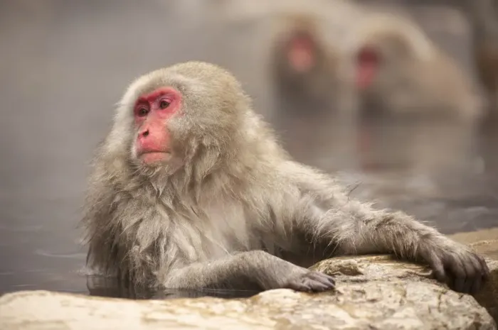 Framed Print : Japanese macaque in hot spring, Jigokudani, Nagano, Japan, Asia Framed Print : Japanese macaque in hot spring, Jigokudani, Nagano, Japan, Asia