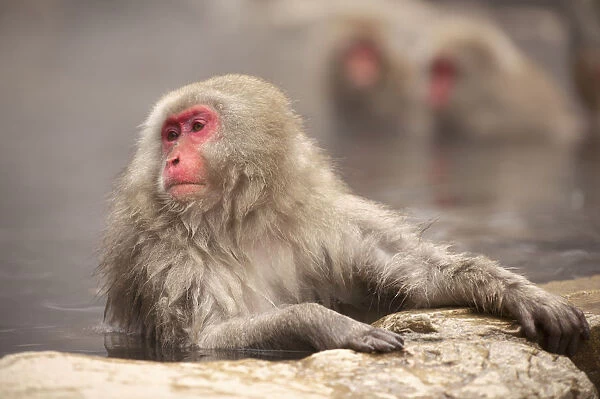 Japanese macaque in hot spring, Jigokudani, Nagano, Japan, Asia