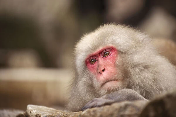Japanese macaque, Jigokudani, Nagano, Japan, Asia