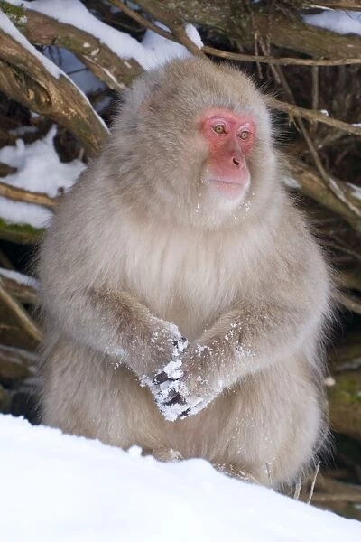 Japanese macaque (Macaca fuscata) (snow monkey)