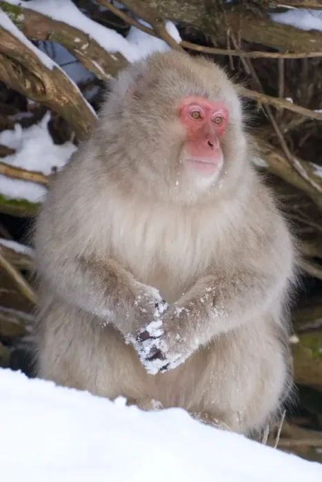 Framed Print : Japanese macaque (Macaca fuscata) (snow monkey) Framed Print : Japanese macaque (Macaca fuscata) (snow monkey)