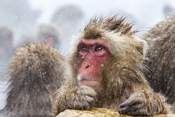 Japanese macaque (Snow monkey) (Macata fuscata), Jigokudani Yaen-Koen, Nagano Prefecture