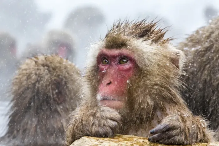 Framed Print : Japanese macaque (Snow monkey) (Macata fuscata), Jigokudani Yaen-Koen, Nagano Prefecture