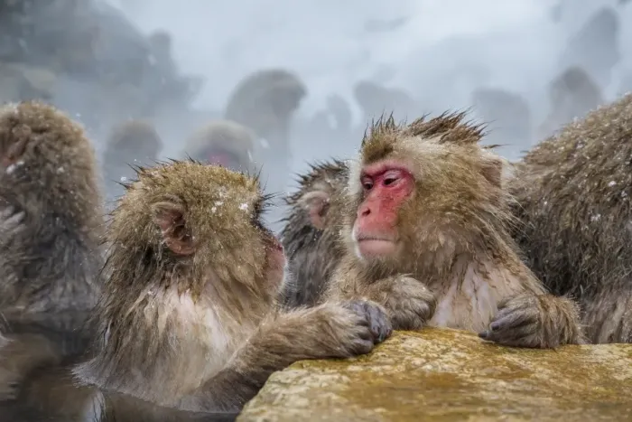 Framed Print : Japanese macaques (Snow monkeys) (Macata fuscata), relaxing in a hot spring, Jigokudani Yaen-Koen Framed Print : Japanese macaques (Snow monkeys) (Macata fuscata), relaxing in a hot spring, Jigokudani Yaen-Koen