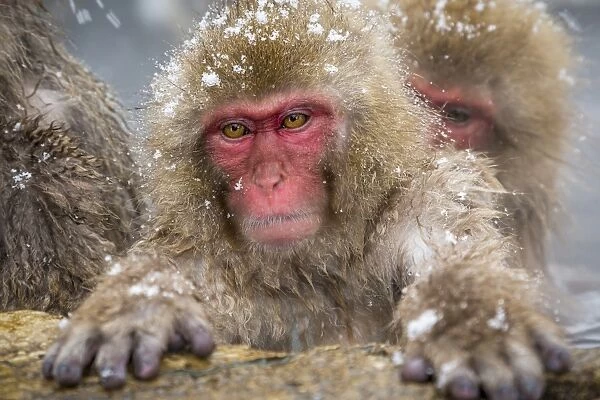 Japanese macaques (Snow monkeys) (Macata fuscata), relaxing in a hot spring, Jigokudani Yaen-Koen