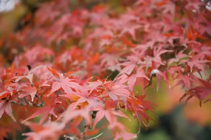 Framed Print : Japanese maple Framed Print : Japanese maple