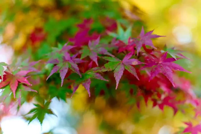 Framed Print : Japanese maple tree changing colour in autumn at Eikando temple in Kyoto, Japan, Asia Framed Print : Japanese maple tree changing colour in autumn at Eikando temple in Kyoto, Japan, Asia