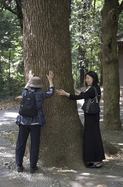Japanese Shinto religion understands that all objects have a spirit including the energy in a tree