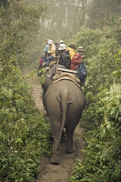 Japanese tourists on dawn elephant safari