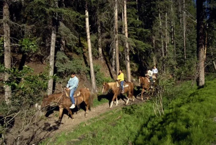 Framed Print : Japanese tourists horse riding, Banff National Park, UNESCO World Heritage Site Framed Print : Japanese tourists horse riding, Banff National Park, UNESCO World Heritage Site