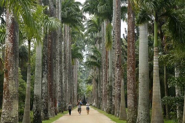 Jardim Botanico (Botanical Gardens), Rio de Janeiro, Brazil, South America