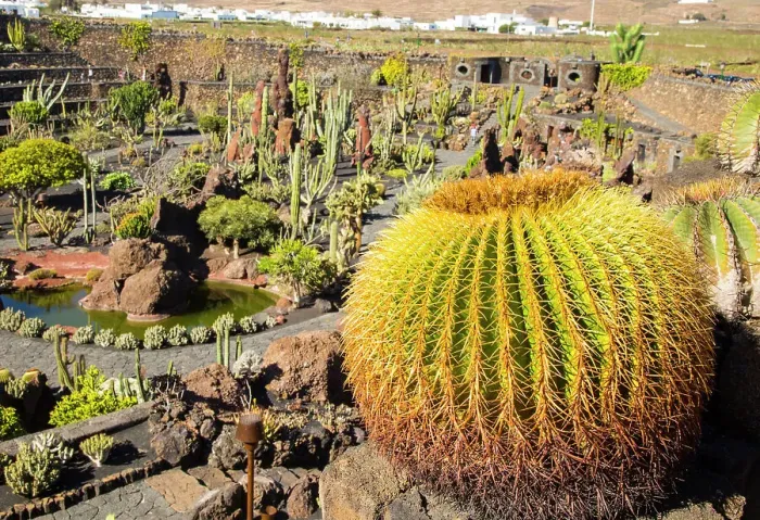 Framed Print : Jardin de Cactus designed by Cesar Manrique, Guatiza, Lanzarote, Canary Islands, Spain, Atlantic, Europe Framed Print : Jardin de Cactus designed by Cesar Manrique, Guatiza, Lanzarote, Canary Islands, Spain, Atlantic, Europe