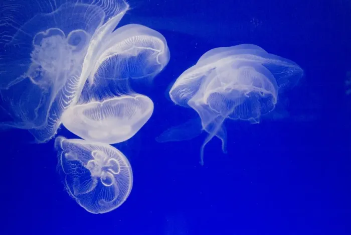 Framed Print : Jellyfish, Aquarium, Oceanographic Institute, Monaco-Veille, Monaco, Europe Framed Print : Jellyfish, Aquarium, Oceanographic Institute, Monaco-Veille, Monaco, Europe