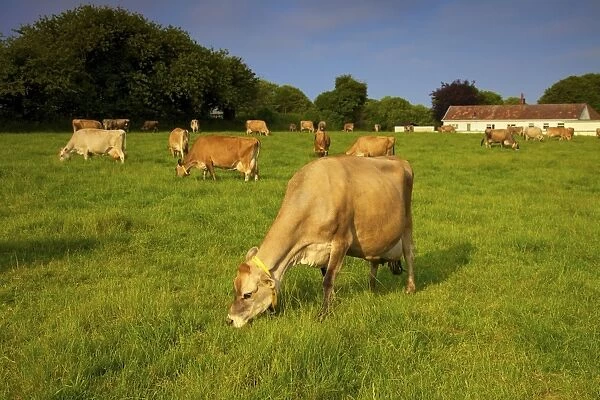 Jersey Cattle, Jersey, Channel Islands, Europe