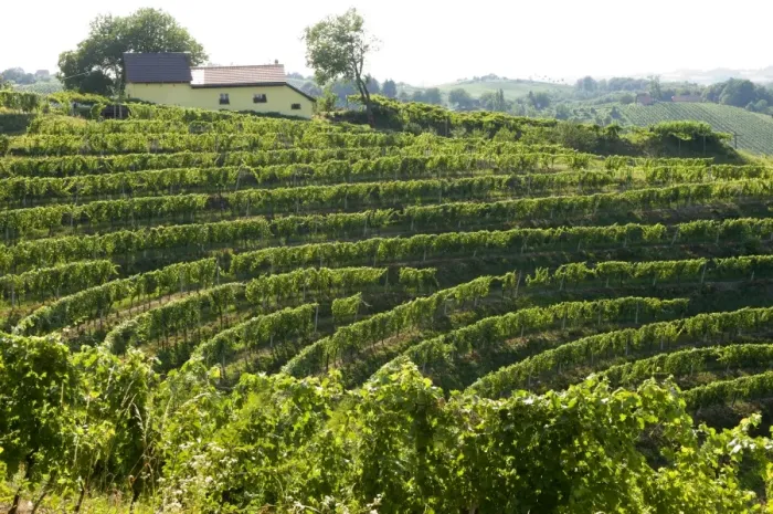 Framed Print : Jeruzalem vineyards Framed Print : Jeruzalem vineyards