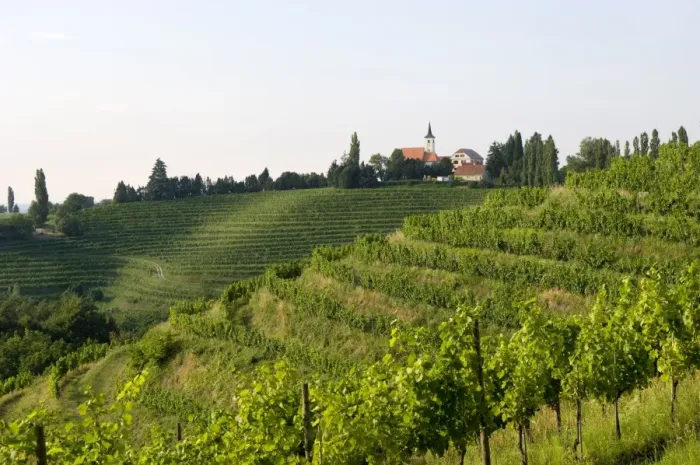 Framed Print : Jeruzalem vineyards, Mura (Pomurje), Slovenia, Europe Framed Print : Jeruzalem vineyards, Mura (Pomurje), Slovenia, Europe