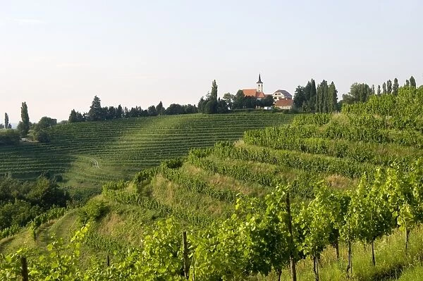 Jeruzalem vineyards, Mura (Pomurje), Slovenia, Europe